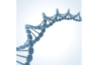 Судебная генетическая экспертиза ДНК 