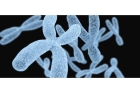 Сидром ломкой Х-хромосомы