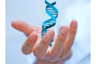 ДНК тест на родство по отцовской линии