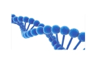 ДНК тест на родство по Y-хромосоме