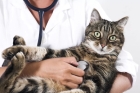 Стерилизация кошки (беременность) 